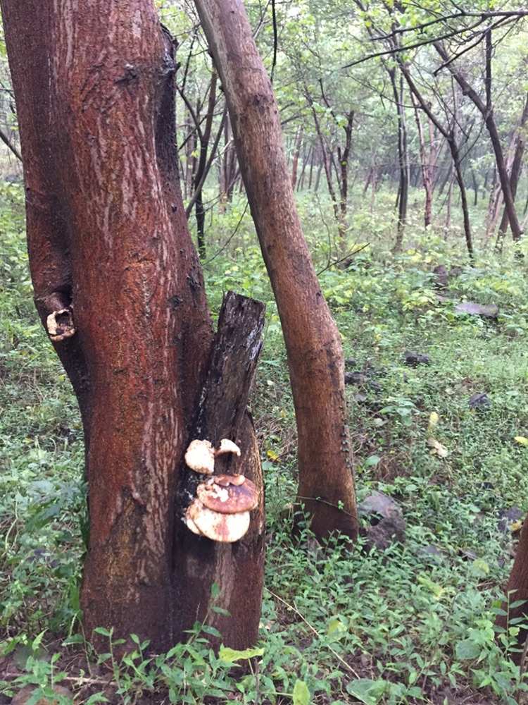 七界武神叶天至尊圣体_魅惑菇魅惑僵王_树王圣体菇