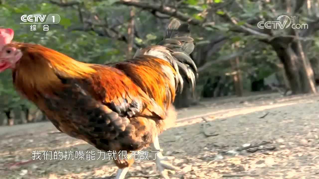 大公鸡的短视频_大公鸡视频_大公鸡视频搞笑视频大全集