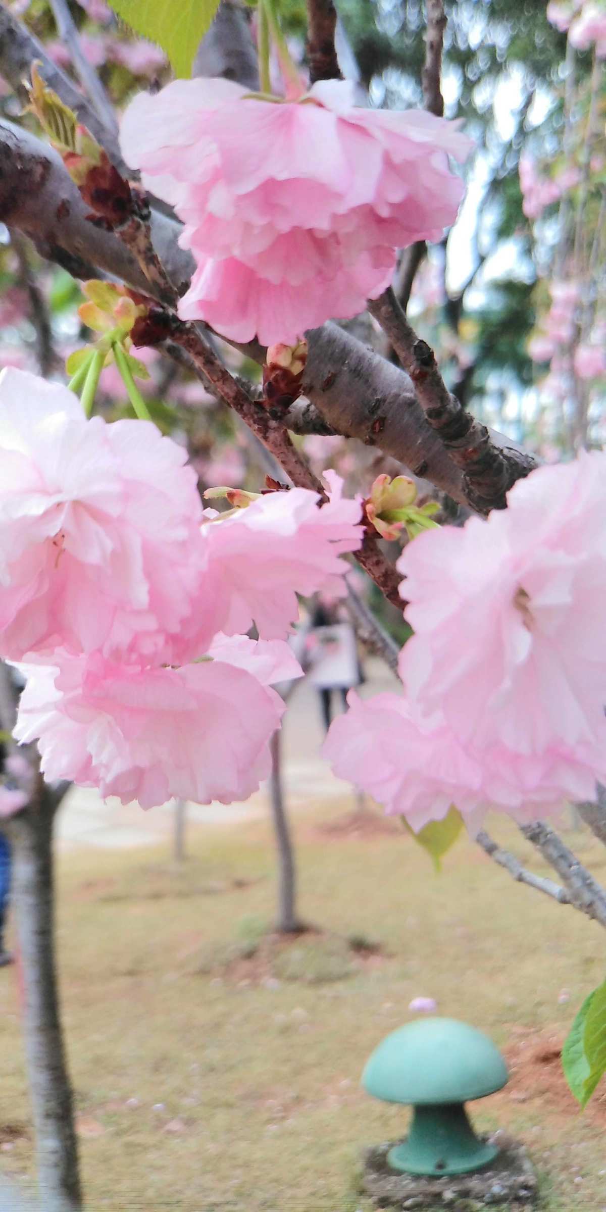 樱花校园怎么把肚子弄大_樱花校园大肚子教程_樱花校园学生怀孕肚子疼