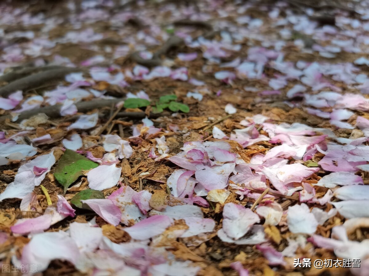 落花限制分级_落花限制分级_落花限制分级