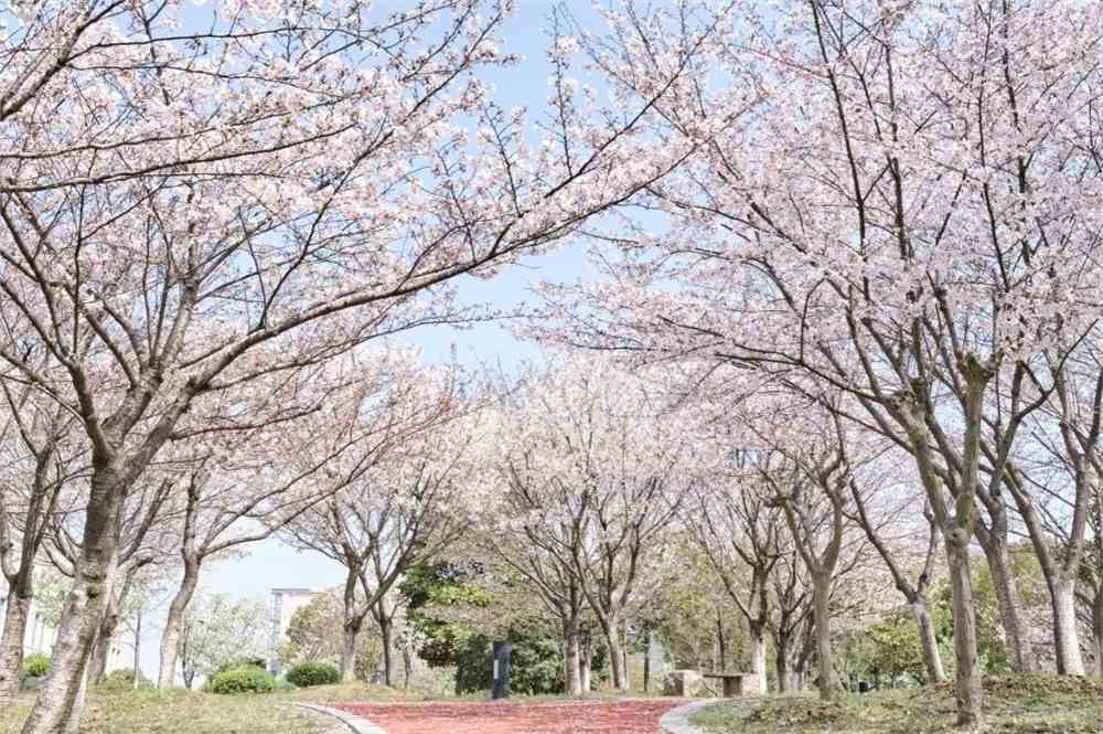 春日樱_春日樱_春日樱