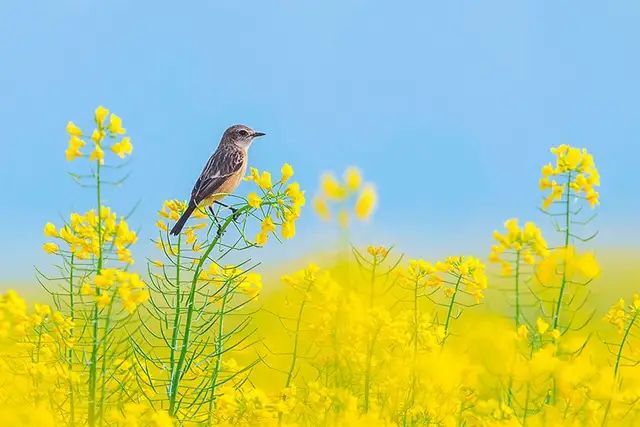 三月七日是什么日子_三月七日英文_三月七日