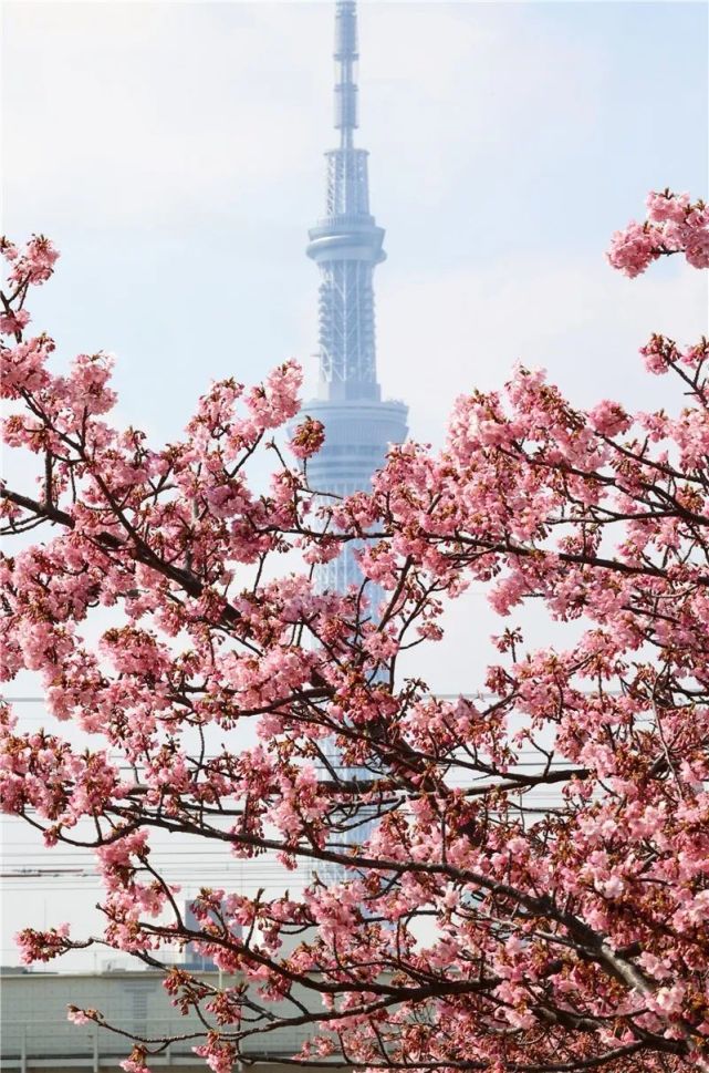 日本恋爱游戏手机版_恋爱版日本手机游戏_恋爱版日本手机游戏推荐