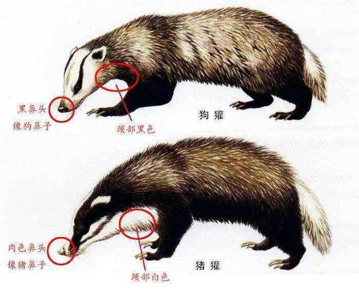 獾院校徽_獾院是哪个学院_獾院的院训