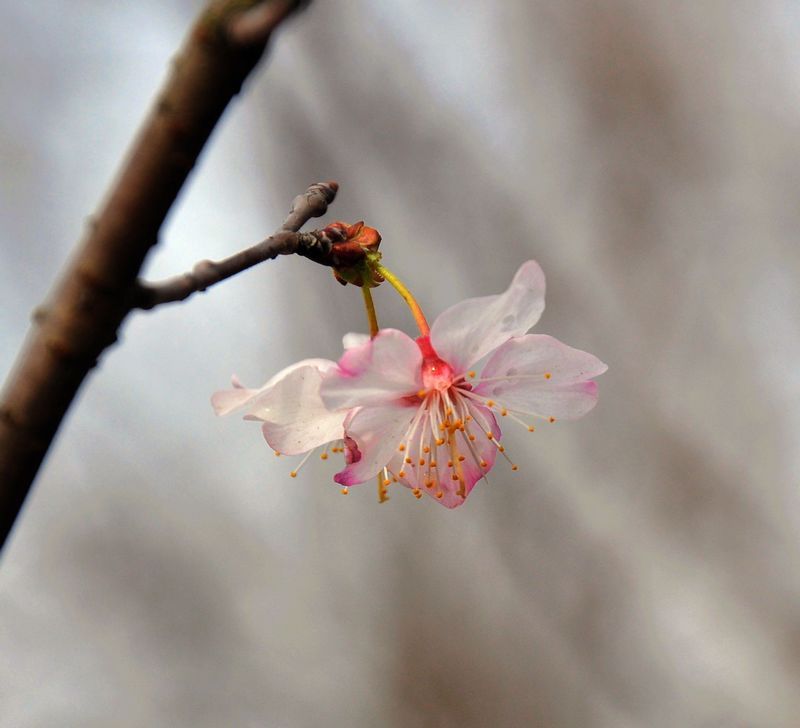 冬花会开_冬天花开是代表什么意思_冬天开什么花