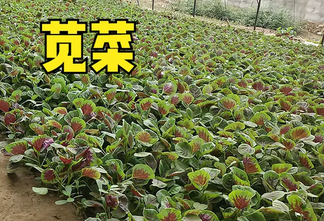 菜种大全蔬菜种子_菜种_菜种的拼音