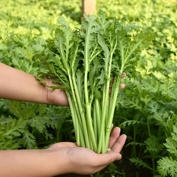 菜种大全蔬菜种子_菜种的拼音_菜种