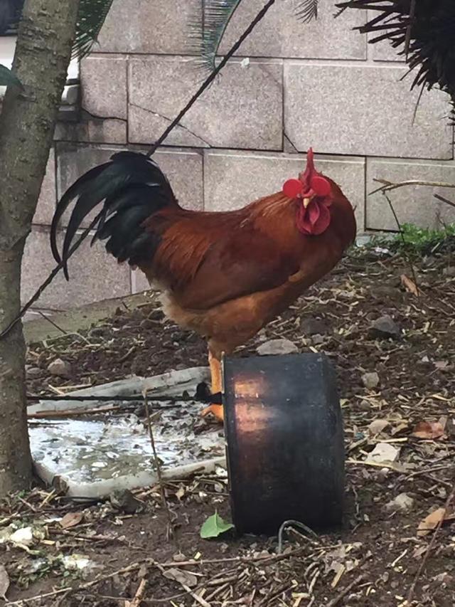 好玩鸡吃版手机游戏有什么_好玩的吃鸡游戏手机版_有啥好玩的吃鸡游戏手机版