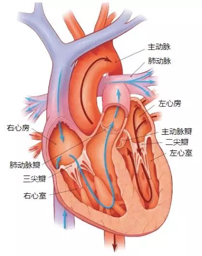 循环依赖为什么需要三级缓存_springboot循环依赖_循环依赖怎么解决