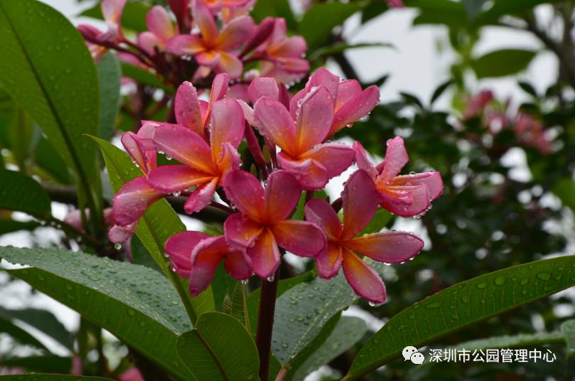 遇见芙罗拉张净思下载_芙罗拉酒店_芙罗拉