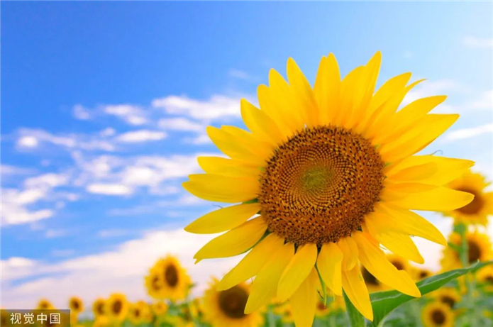 夏满芒夏暑相连_夏满芒夏暑相连暑过后是什么_夏暑芒夏暑相连