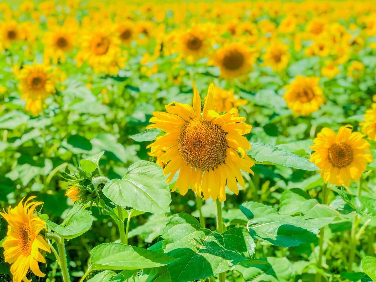 芽礼雅礼_依礼芽_芽礼北园艺