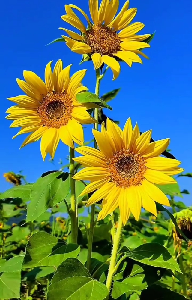 七濑花凛_花凛cp_松冈凛七濑遥