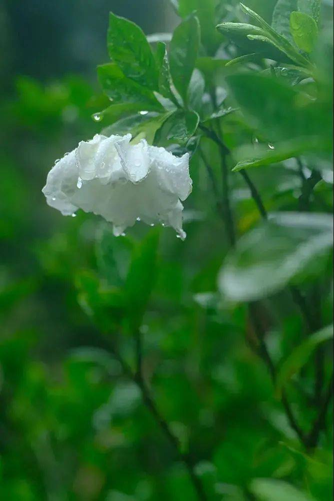 花凛cp_七濑花凛_松冈凛七濑遥