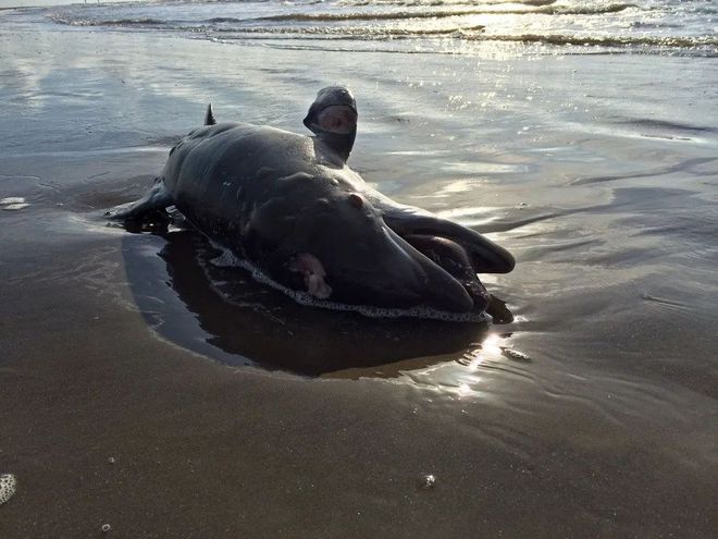 海豚湾电影海报_海豚湾电影_海豚湾电影好在哪