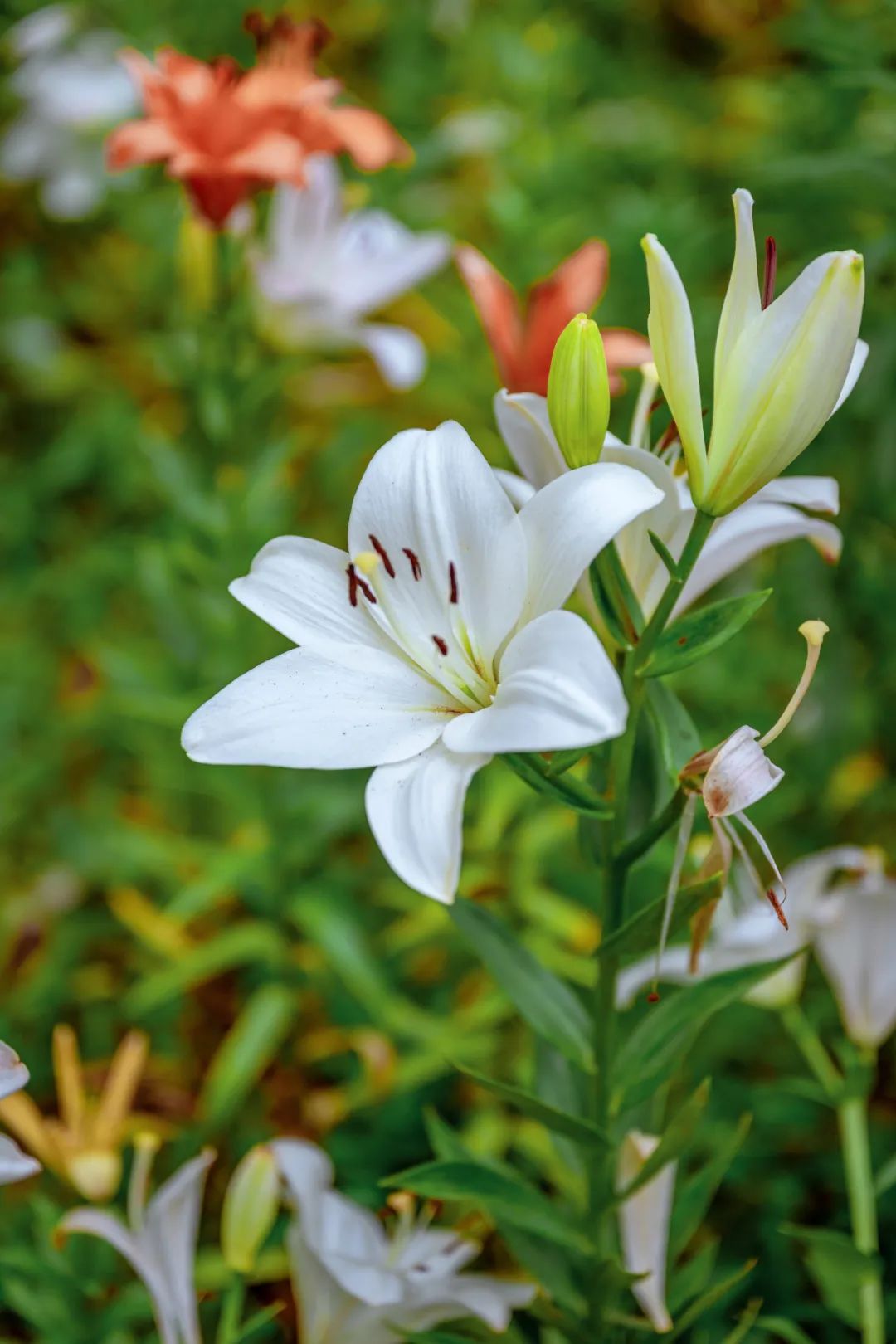 夏弥和楚子航_夏弥_夏弥到底死没死