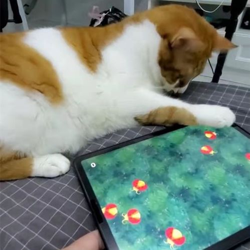 适合小猫玩的游戏,精选适合小猫玩耍的互动游戏推荐