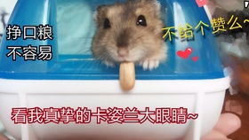 仓鼠对游戏,探索虚拟世界的奇妙冒险