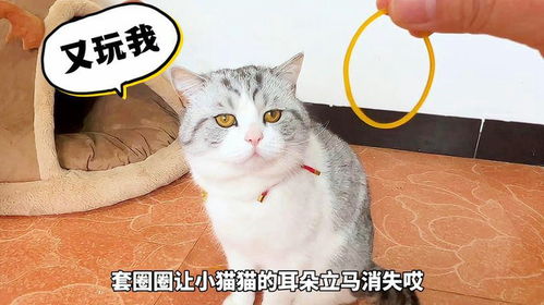 圈小猫游戏,策略布局与智慧挑战的休闲益智游戏