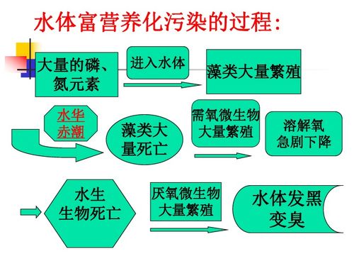 生命之水游戏规则,揭秘“生命之水”游戏规则与奇遇之旅
