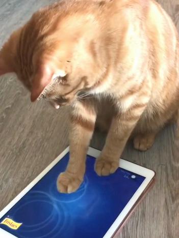 猫猫玩的手机游戏,揭秘猫猫手机游戏世界